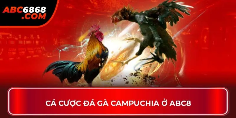 Cá cược đá gà Campuchia ở ABC8