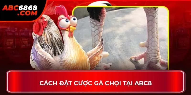 Cách đặt cược gà chọi tại ABC8